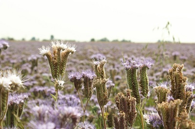 Bio-Phaceliafeld im Weinviertel Kreuttal Niederösterreich